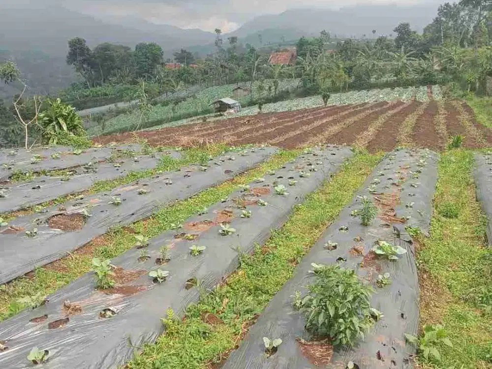 Tanah kebun 6,5 Ha, ketinggian 1070 mdpl pamulihan