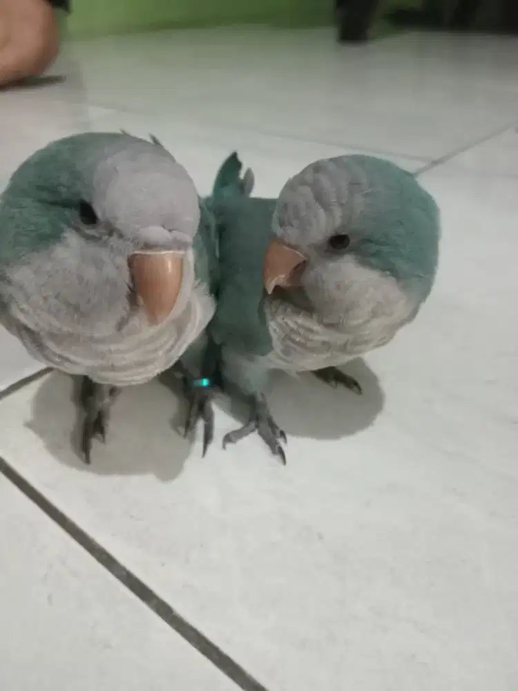 Sepasang Burung Monk Parakeet Blue