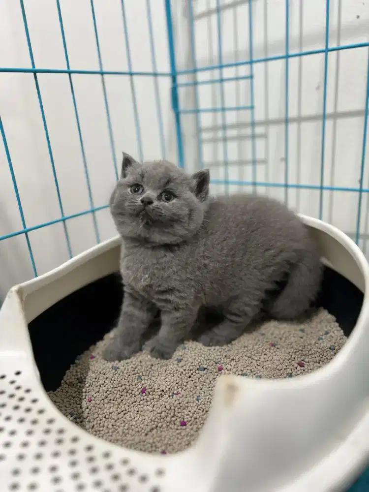 Kiten British shorthair