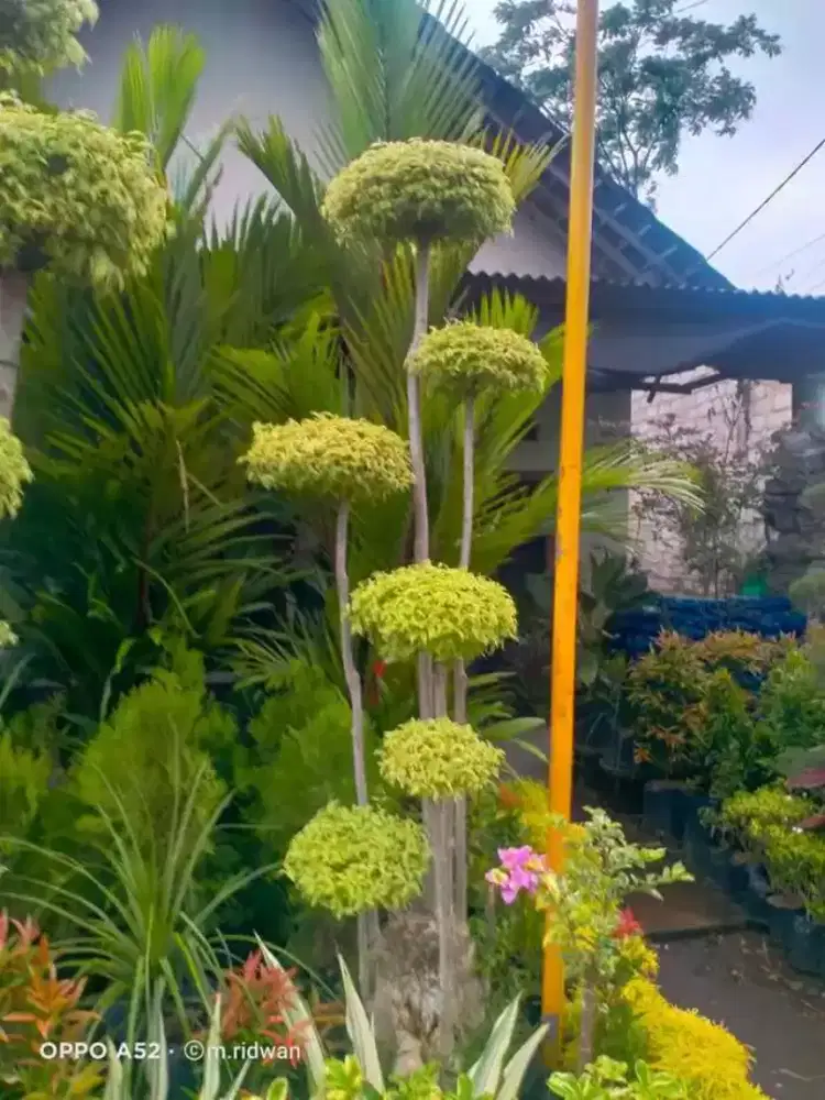 Taman Minimalis dan Kolam Koi