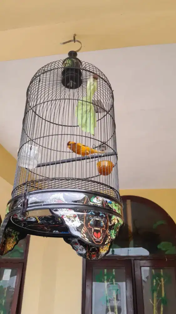 kenari gacor fullset