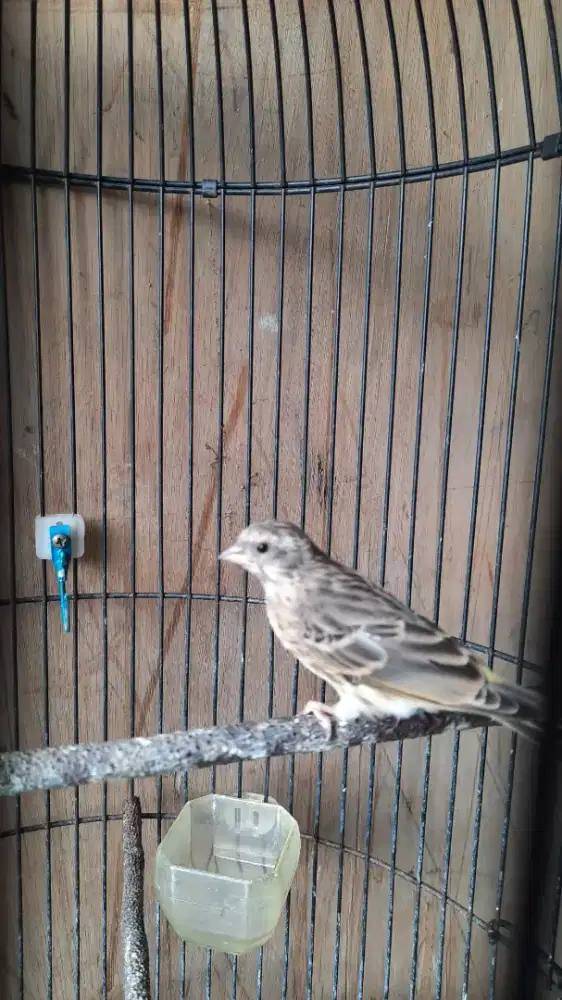 Blacktrhoat  mulai buka sayap