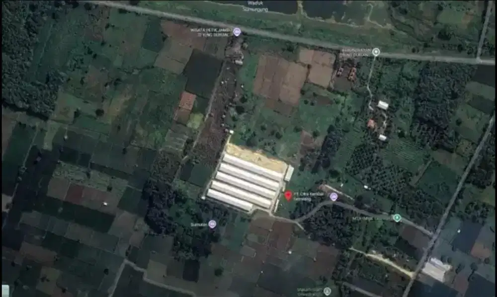 Dijual Peternakan Ayam Lamongan – Income 1M/40 Hari