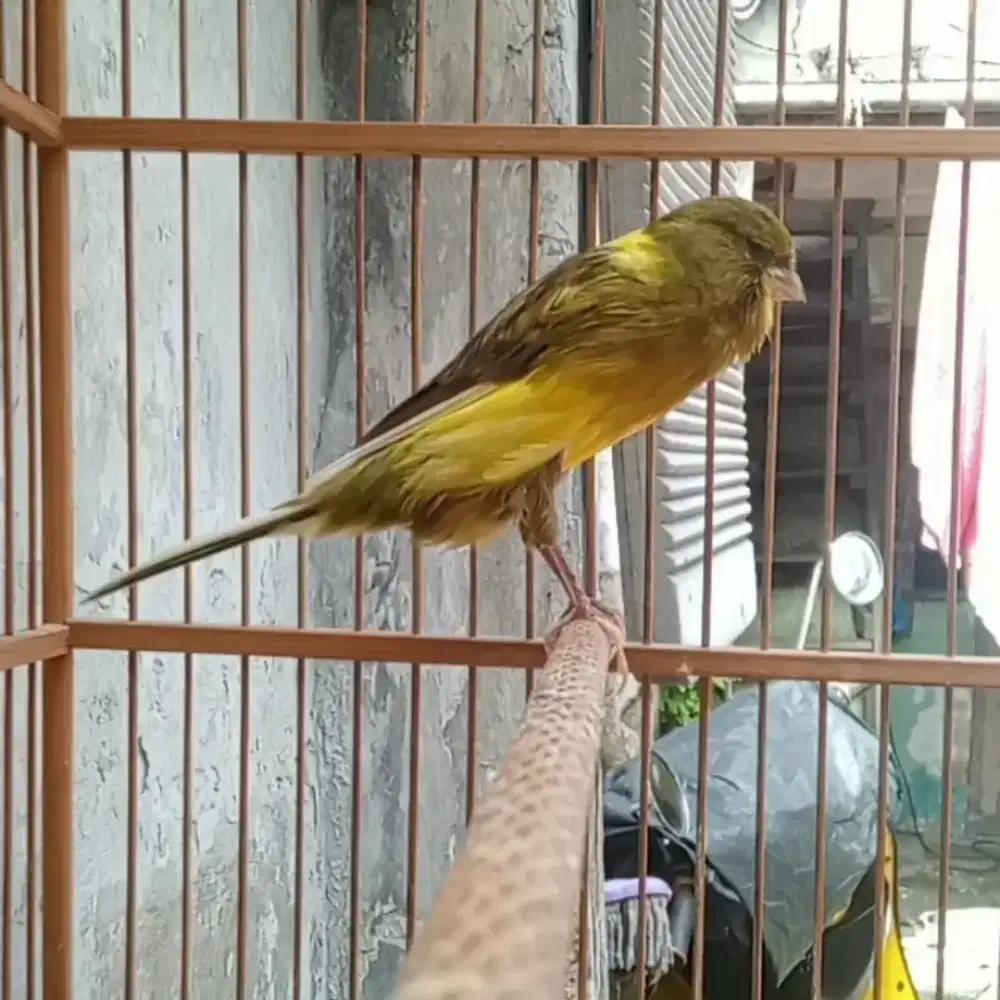 Ys Rasmi Betina dara siap