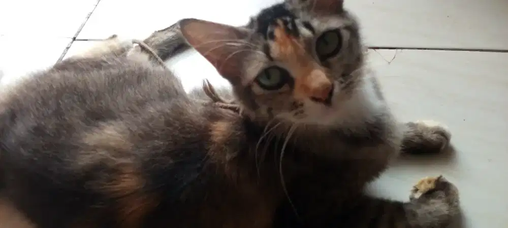 KUCING FEMALE MUDA GEMUK LINCAH CANTIK SEKALI