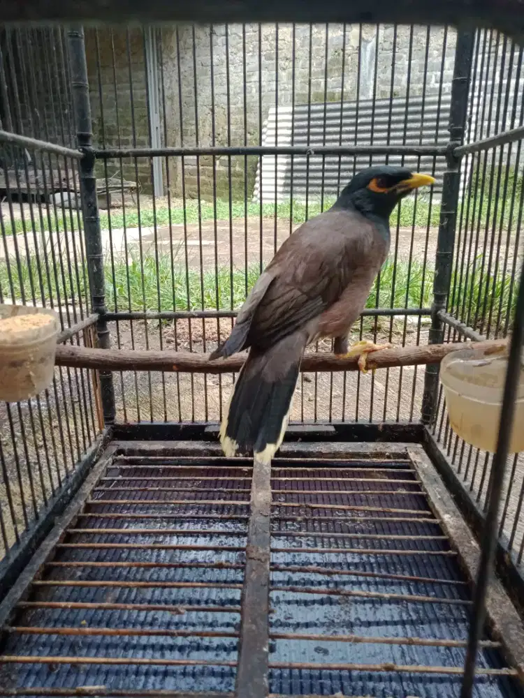 Jalak Batam jantan bunyi piarran lama fullsst by tt ok jos