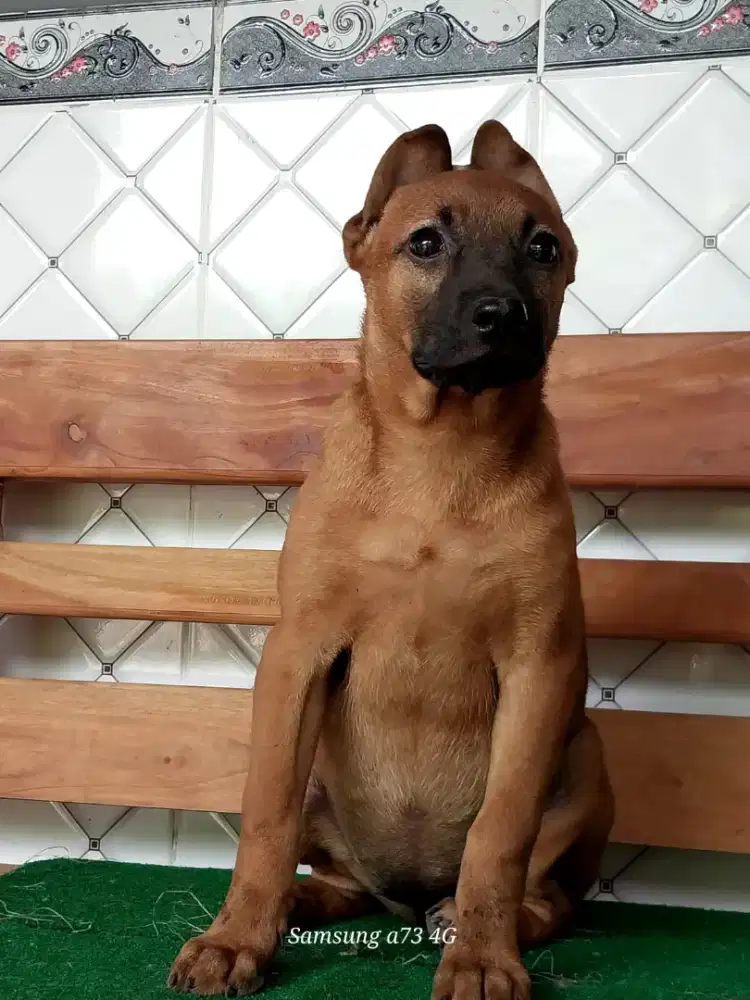 Anakan anjing ras mix