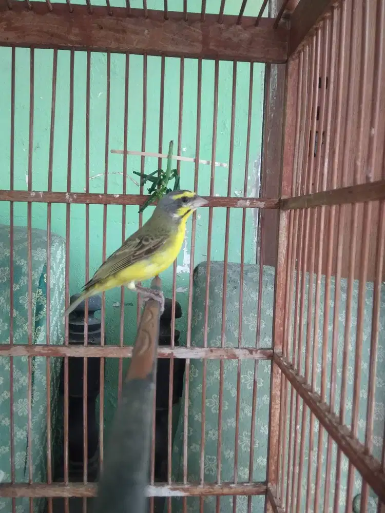 Burung Mozambik jantan gacor