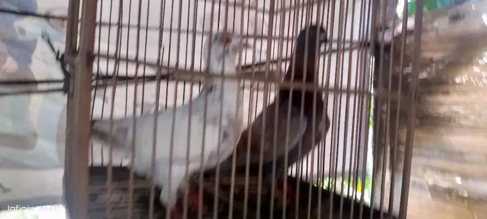 Burang Dara Merpati sepasang