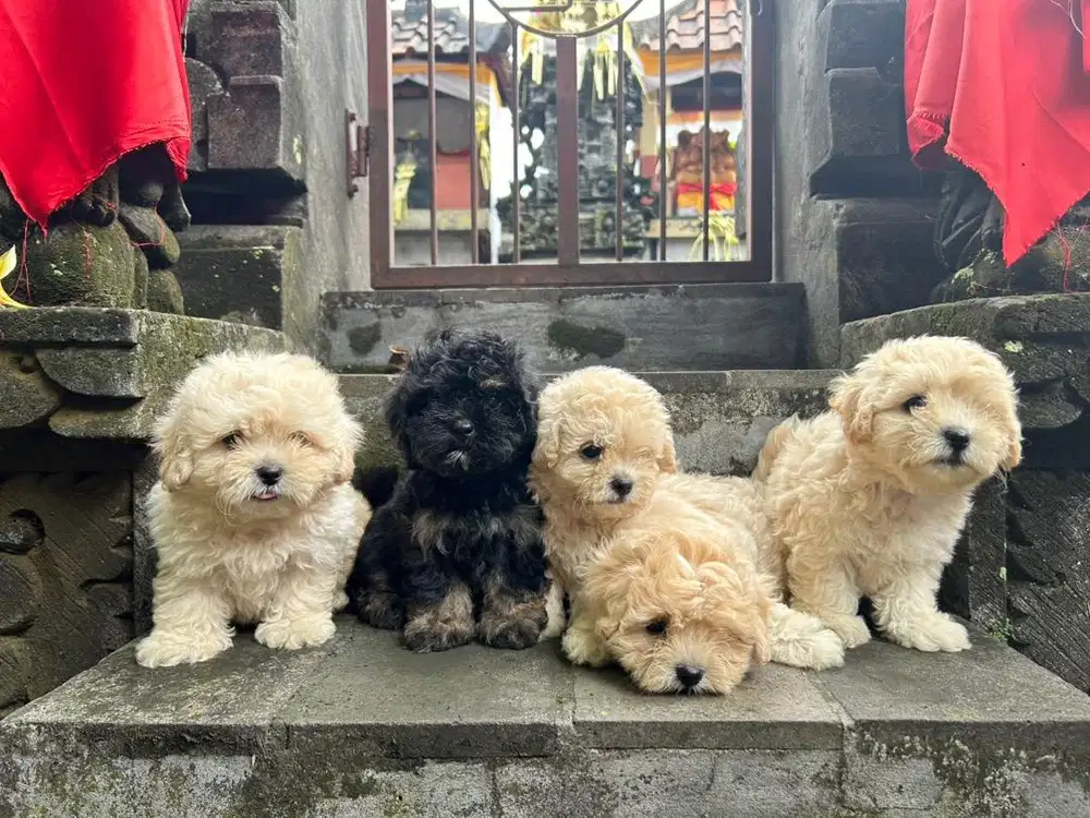 Jual Anjing Maltipoo