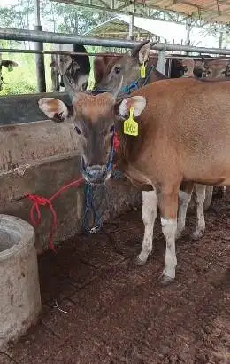 promo 4 ekor sapi kupang TB 110cm 1,5 thn siap ternak digemukin manteb