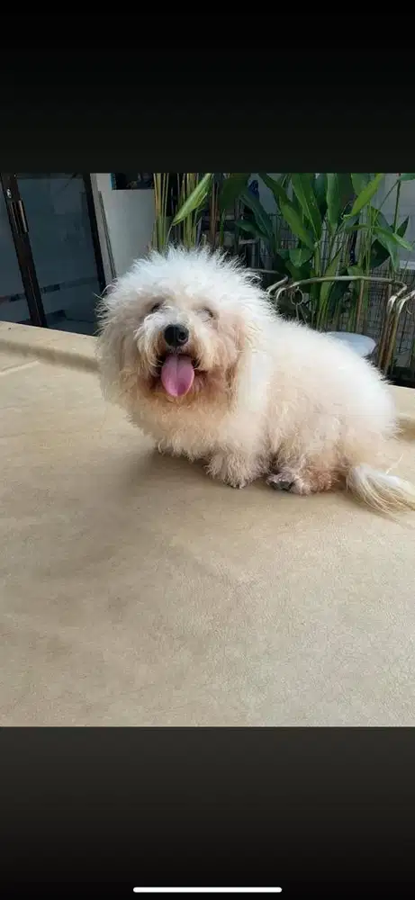 Jual bichon betina murah