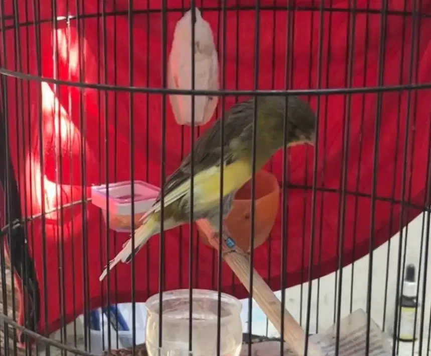 Kenari gacoran silangan rasmi import x belgian bossu import