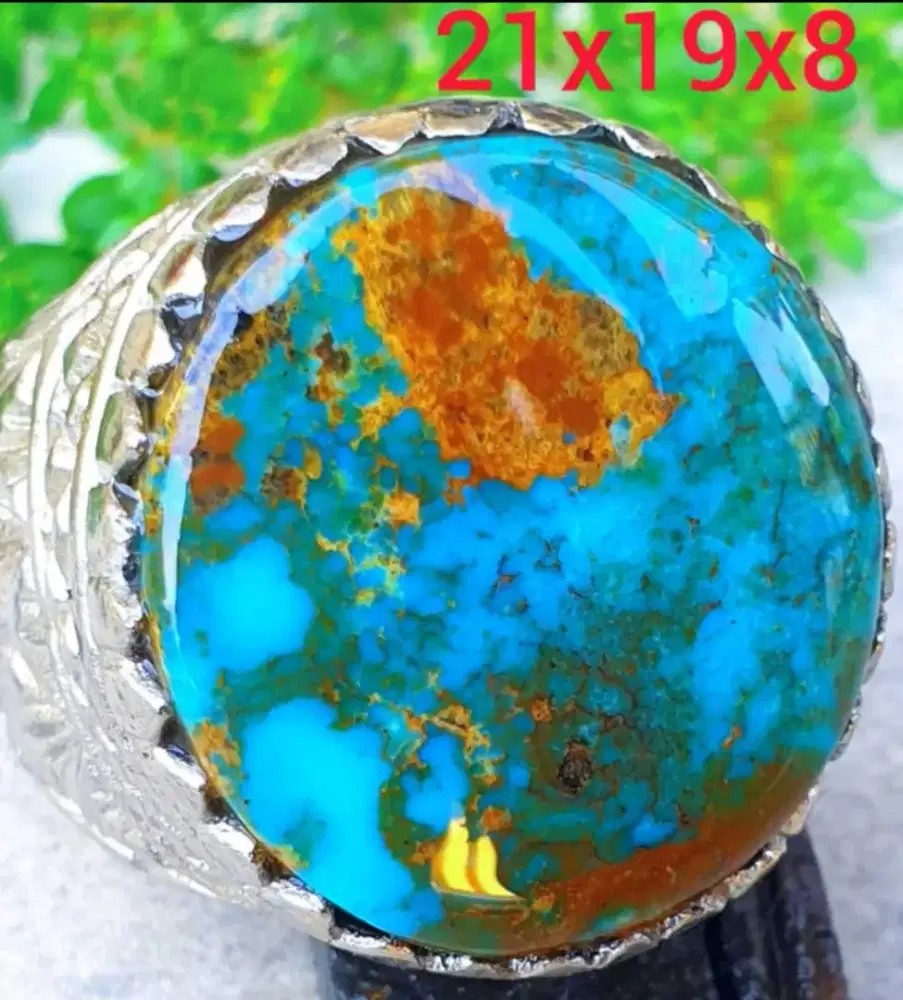 Pirus Persia warna Biru Tosca