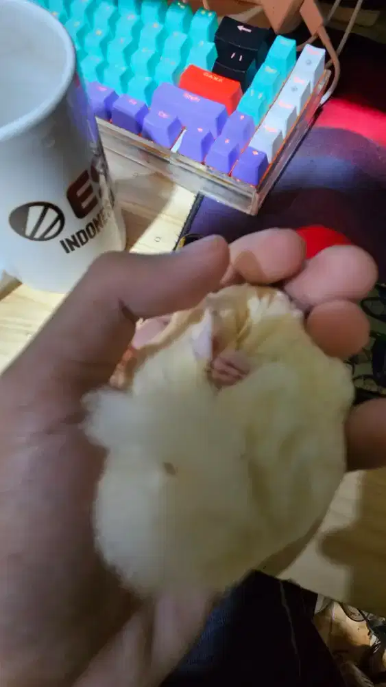 Sugar Glider Jinak Leucistic Betina + Kandang Besar