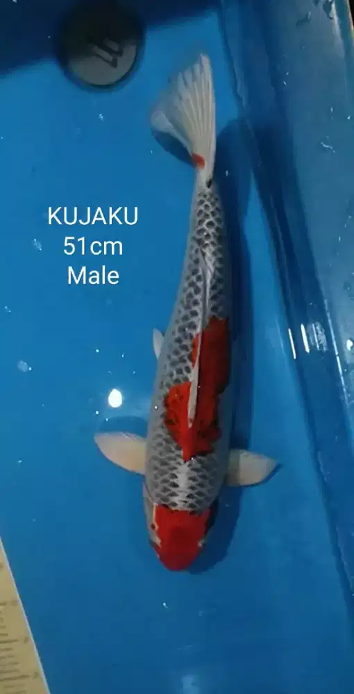 Ikan koi blitar kujaku red 51cm Jantan