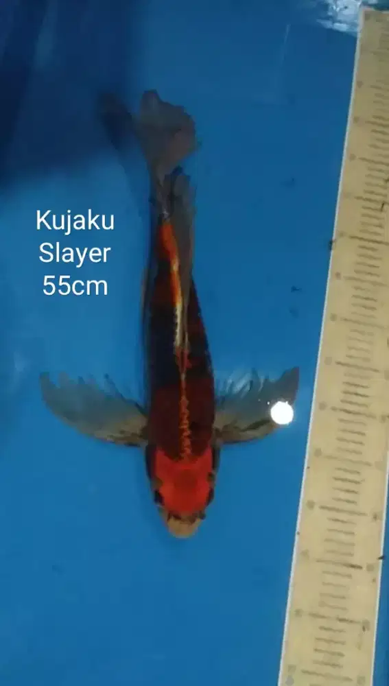 Ikan koi blitar Kujaku Slayer 55cm Gondrong
