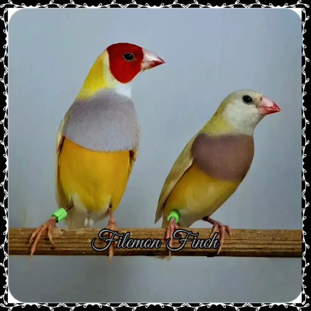 Burung Gould Amadine Kuning