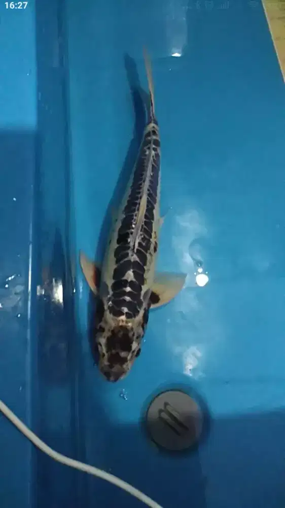 Ikan koi blitar kawari Mono 48cm Jantan