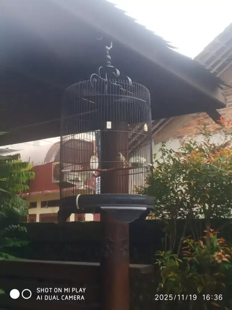 Black throat jantan rajin bunyi