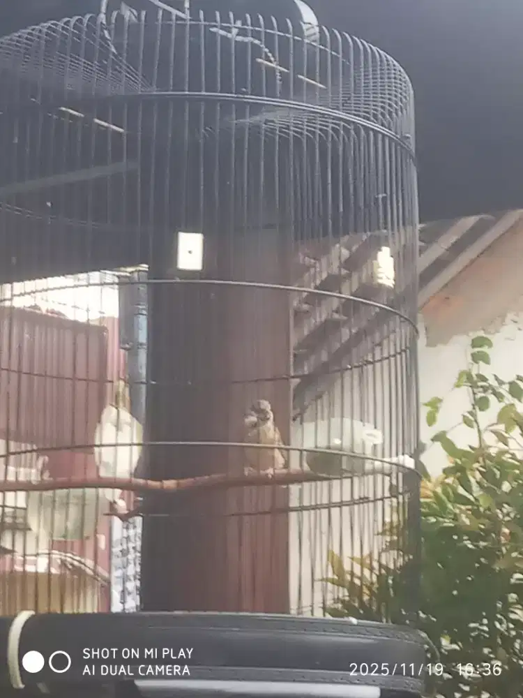 Black throat  mapan , usia 1,5 thn rajin bunyi