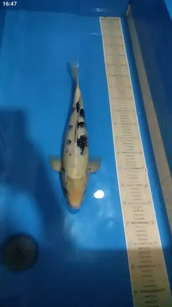 Ikan koi blitar Shiro utsuri 45cm Jantan
