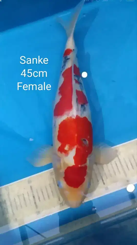 Ikan koi blitar F1 Sanke Bulky 45cm Female