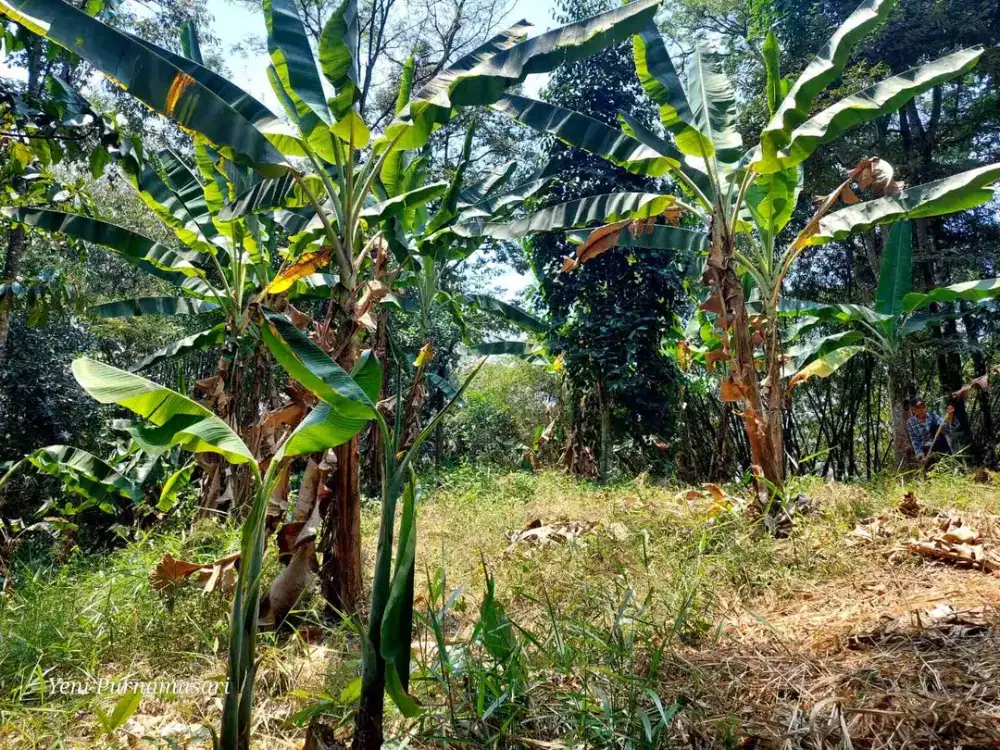 Dijual kebun di medalsari karawang
