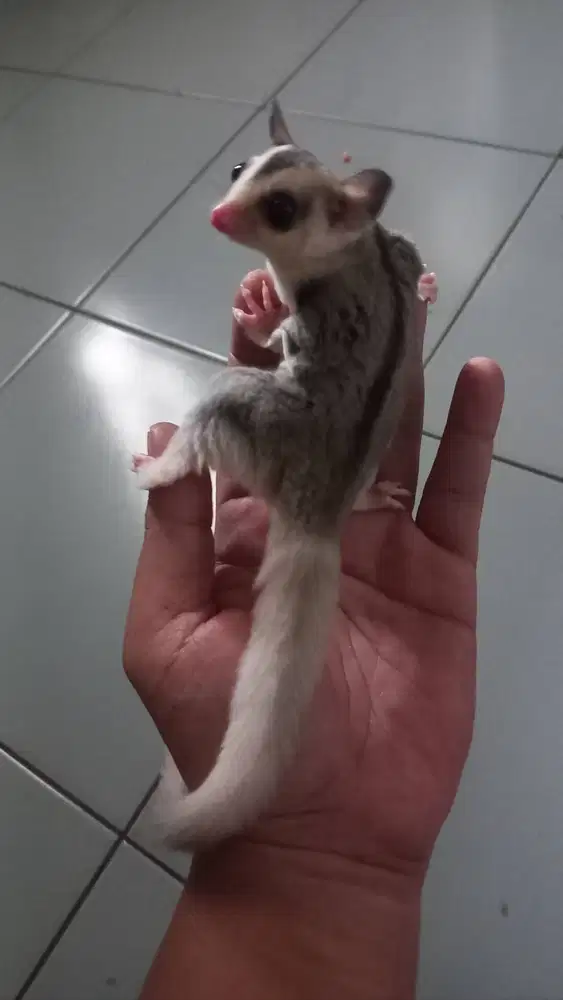 Sugar Glider Mozaik