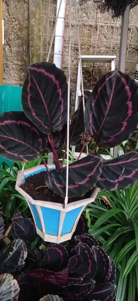 Tanaman hias Calathea Bercat Mawar