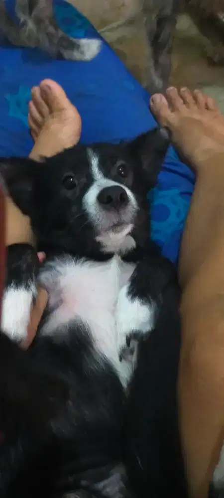 Anak anjing mix Chihuahua . betina usia 3 bln. Badan kecil dan pendek.