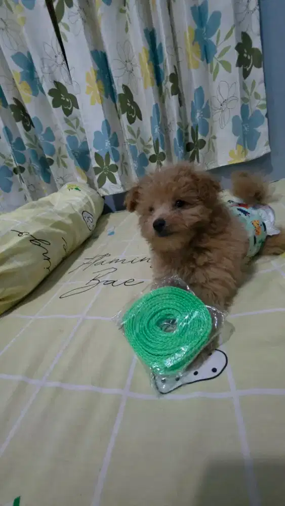 Anjing mix (Pomapoo)  Jantan DOB 17 sept 25