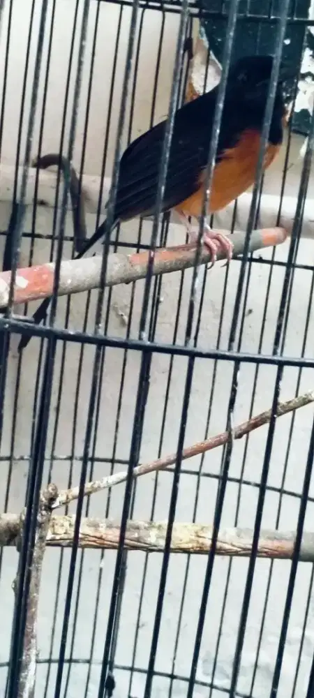 Murai betina siapan manggil jantan terus tinggal masuk kdg ternak Tt