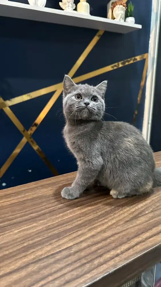 BSH SCOTISH british PURE