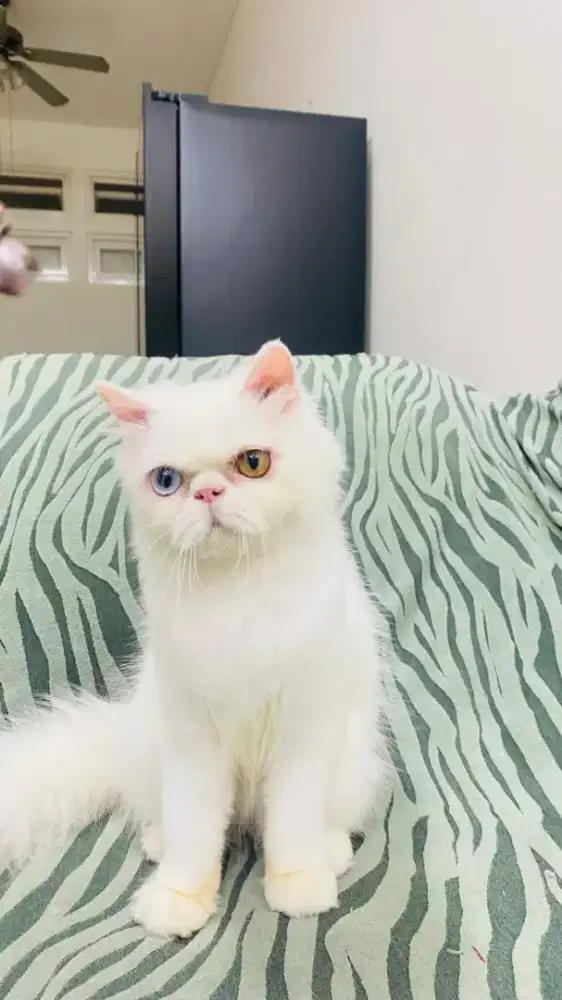 Peaknose 1 thn, sehat terawat