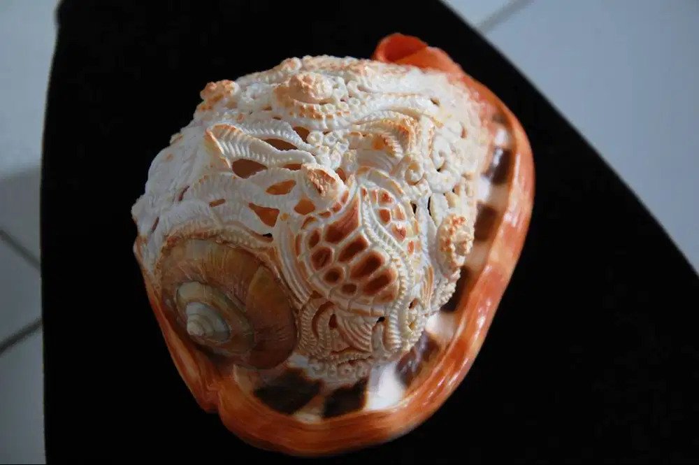 Dekorasi Pajangan Hiasan Ukiran Kerang