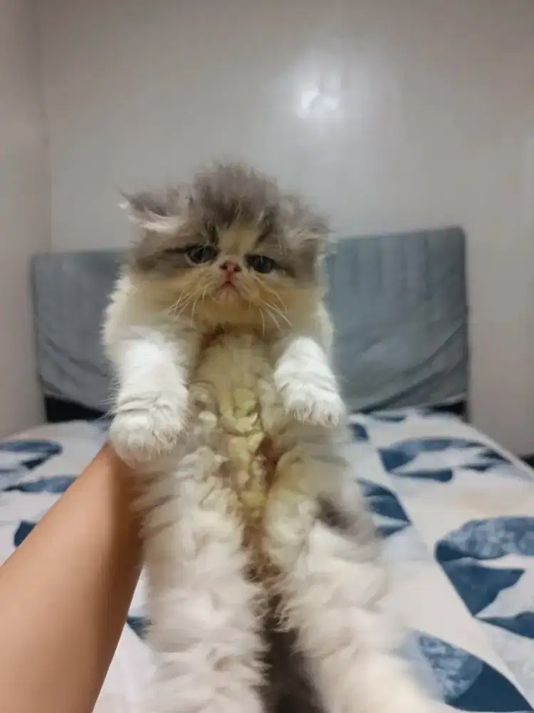 KUCING LUCU PEAKNOSE