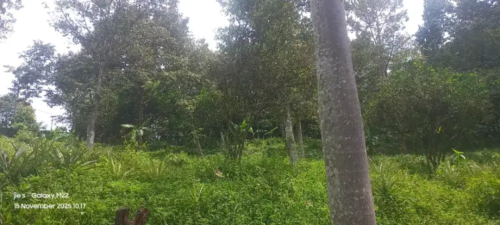 Dijual kebun Durian bonus dapat runah