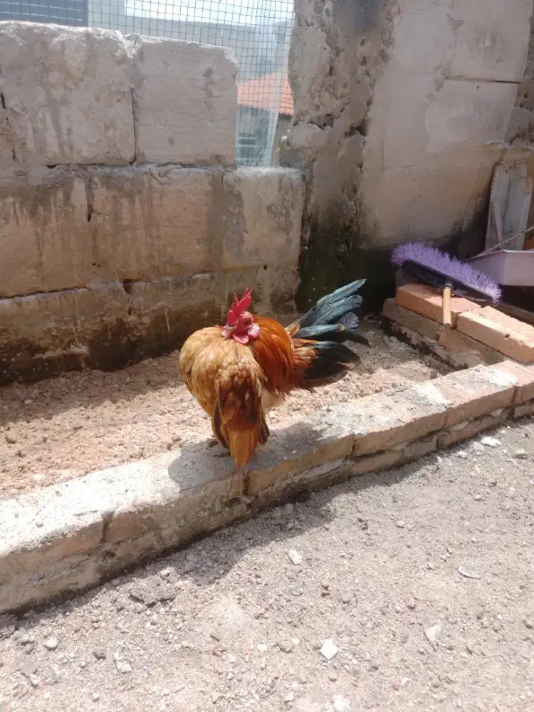 Ayam serama jantan original