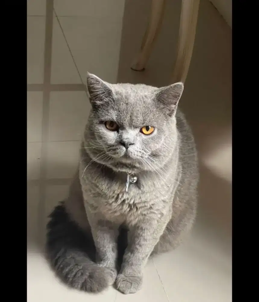 Kucing BSH pure Umur 1 Th