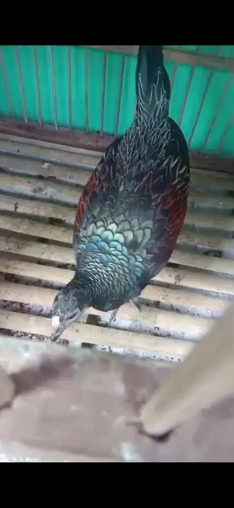 Ayam hutan hijau jantan