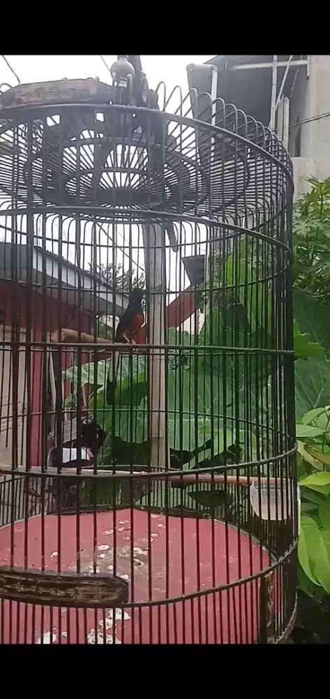 Burung Murai Batu MH fs sangkar no.2