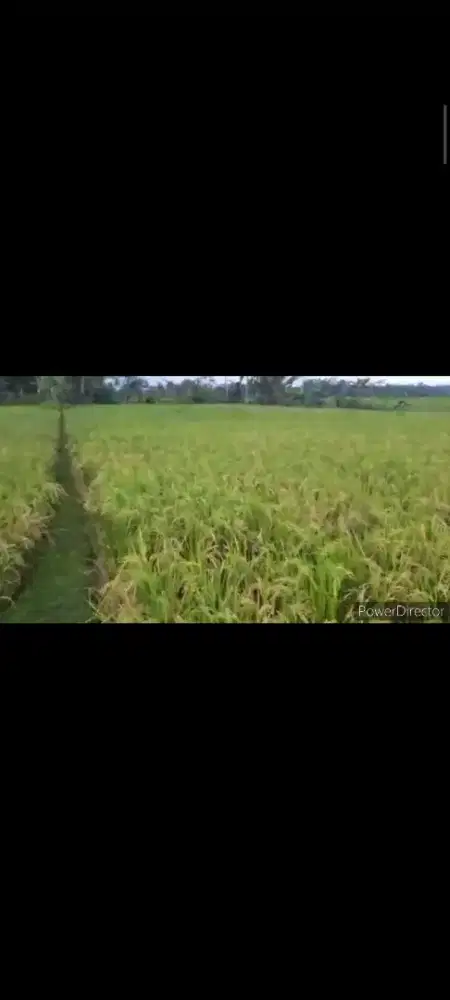 Sawah buat investasi