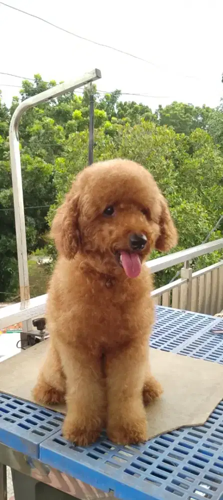 Poodle betina red
