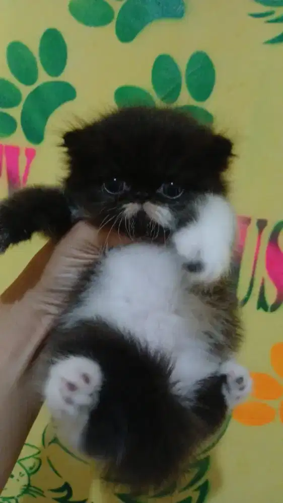 Kitten peaknose munchkin ns betina