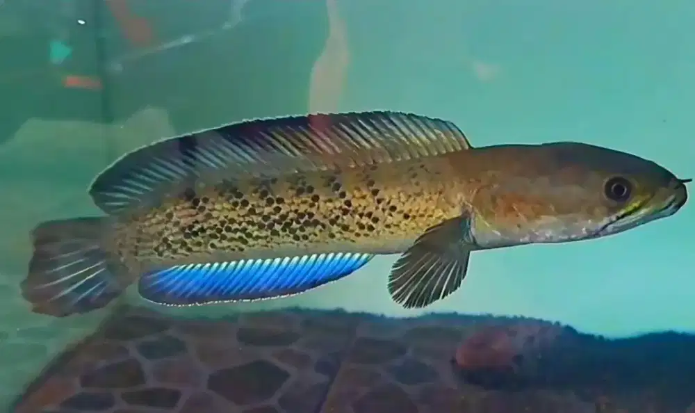 Borongan 2 stewarti dan 1 andrao dan 3 aquarium