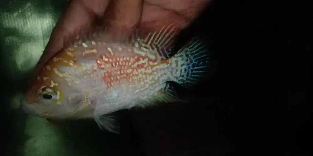 female Gb kamfa f3 momgkol