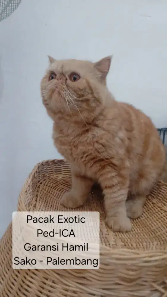 Jasa Pacak Kucing Exotic