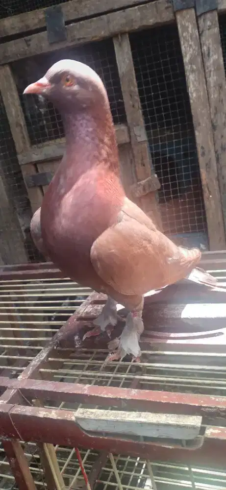 Kirim2 bus travel kreta api