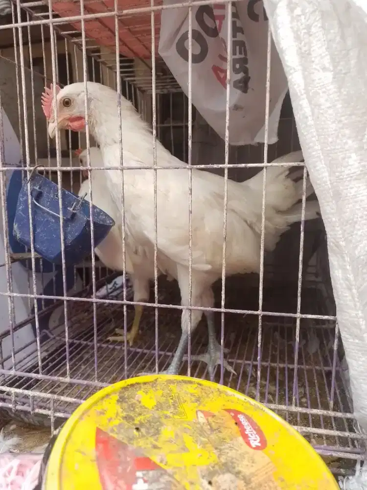 Jual ayam ketawa